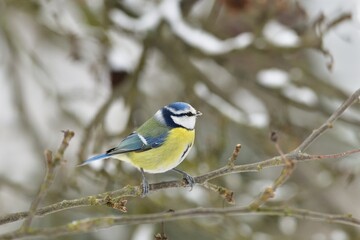 Fototapeta premium Blue Tit sitting on the branch in snowy winter garden