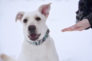 Obraz premium White Dog