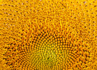 macro of the texture of a sunflower