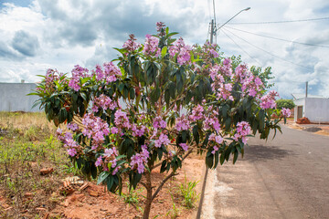 lavender field in region