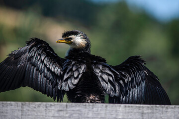 A little pied shag, Phalacrocorax melanoleucos, sits on a wooden jetty, New Zealand.