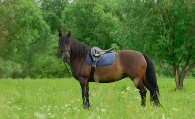 One saddled horse is standing on grass against the background of green trees.