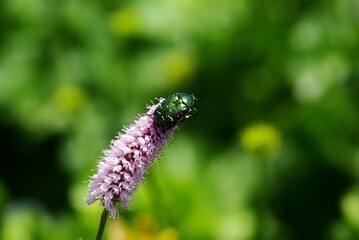 caterpillar on a flower