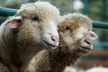 Close up of a sheep