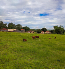Naklejka na ściany i meble farm with cattle in the interior of Brazil
