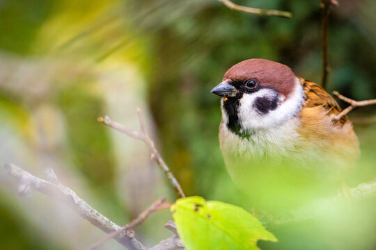 Tree Sparrow on branch
