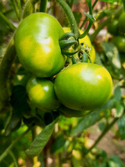 Growth. green tomatoes in bunches seasonal vegetables sunlight looks bright 