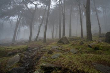Woodland winter mist and fog at The Roaches, Staffordshire.