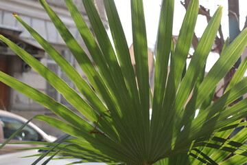 palm tree leaves