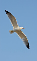 seagull
