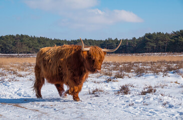 big mammal galloways walking facing the camera