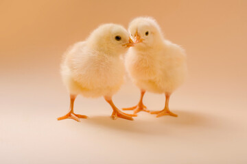 Image of two newborn fluffy fledgling chicken.