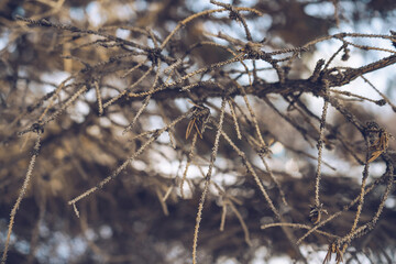 withered and old fir tree branches