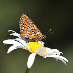 Scarce Fritillary