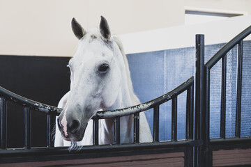 Middle Eastern white horse at the stables