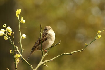 Sparrow