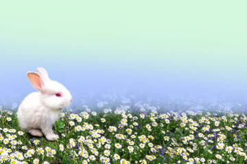 A white little rabbit on a green lawn with white flowers.