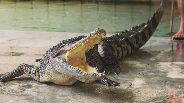 Close up of people poked crocodile or alligator.