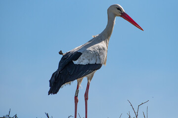 stork in the nest © Francisco