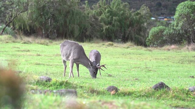 venados cola blanca, ciervos Odocoileus virginianus, fauna de paramo, Colombia, vida salvaje, pareja, comiendo, c&aacute;mara lenta