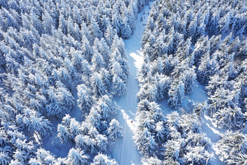 Winterwald von oben
