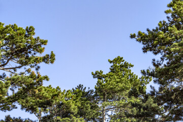 pine tree branches