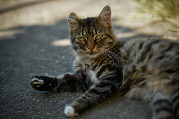 Naklejka na ściany i meble Cat lying on the street chilling under sun 