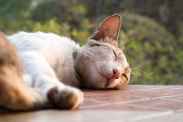 Sleeping white mother cat