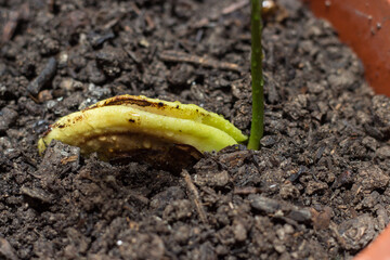 Mango seedling born from seed