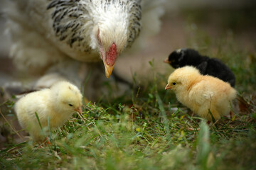 Mother chicken with baby chickens free range