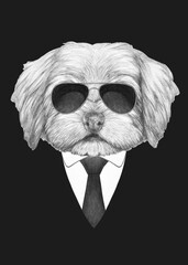 Portrait of Havanese in suit and sunglasses. Bodyguard. Hand-drawn illustration. 