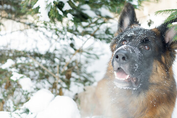 Portrait of a German Shepherd in the Spruce Forest. Portrait of a dog close-up on the tree branches. Beautiful shepherd walking in the winter in the forest.