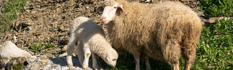 Naklejka na ściany i meble A sheep mother with her baby lamb