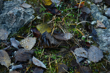 Wet leafs on the grass