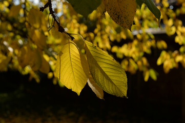 Branch of yellow autumn leafs