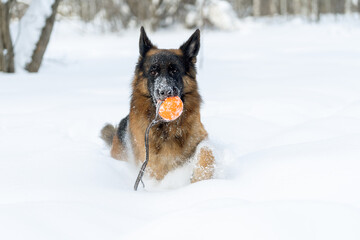 The dog plays ball in deep snow. Happy German Shepherd