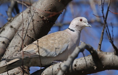 Eurasian collared dove on branch, Streptopelia decaocto