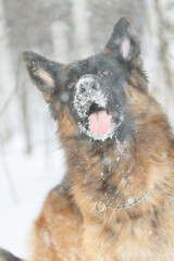 The silhouette of a German Shepherd in a snow shroud
