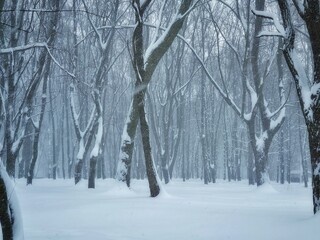 Snowfall in the forest, magical snowy forest in winter.