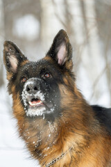 winter portrait of a German Shepherd close-up