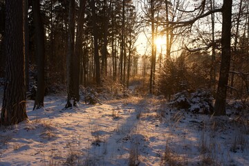 sunset in winter forest