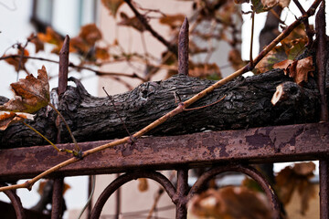 Abstract Architecture Design of Iron Fences