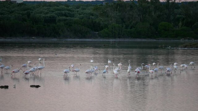 flamingos at sunrise in the Salina dei Monaci Nature Reserve, an old salt pan at Torre Colimena, Taranto, Apulia, Italy