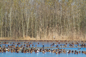 migratory birds in icy swamps in winter oasis wwf la francescana carpi