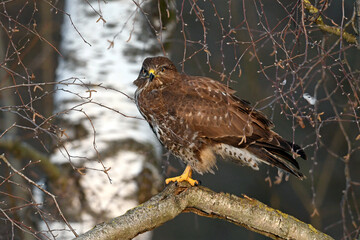 Mäusebussard (Buteo buteo) // Common buzzard