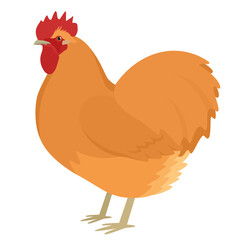 Orpington rooster Breed of chickens Vector illustration Isolated object