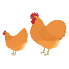 Orpington Breed of chickens Vector illustration Isolated object