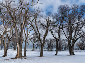 Beautiful view of stark trees on snow covered landscape