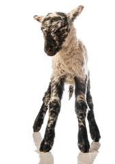 a cute little newborn lamb isolated on white