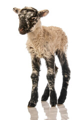 a cute little newborn lamb isolated on white